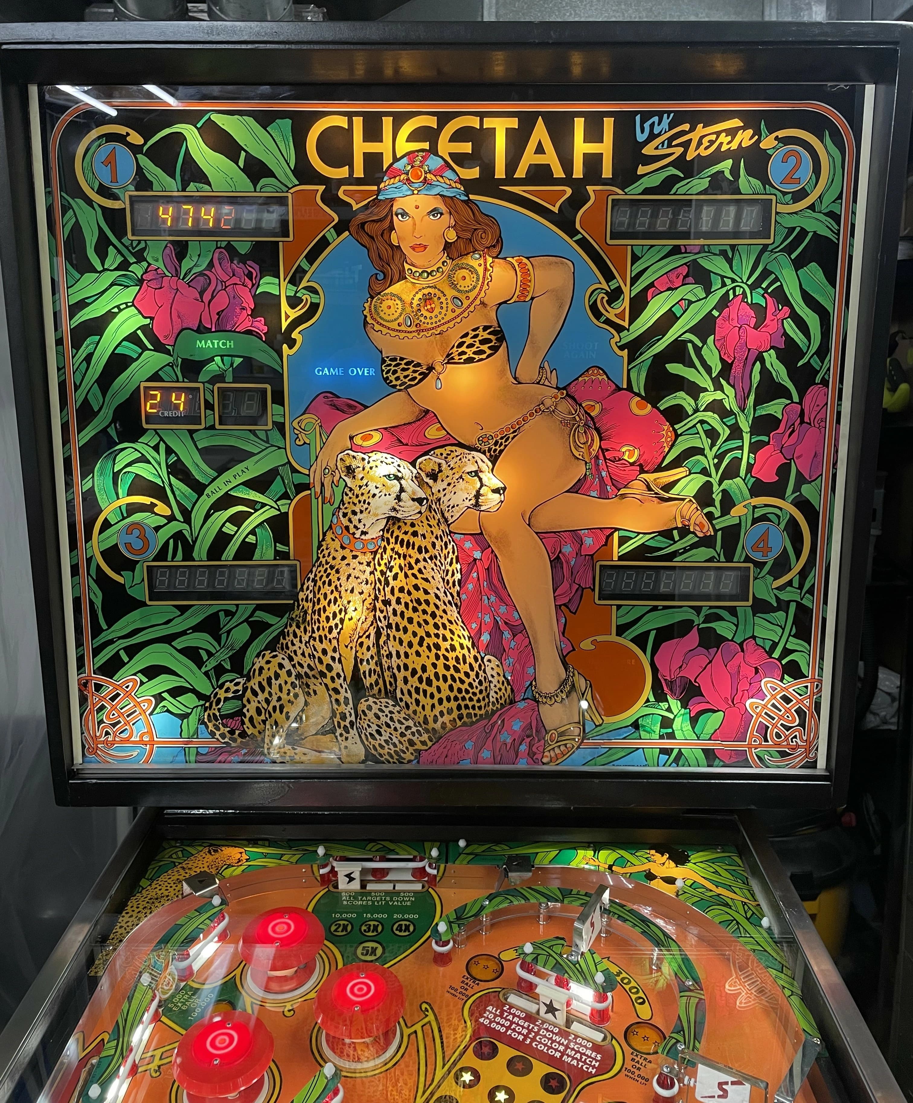 Cheetah - photo 2